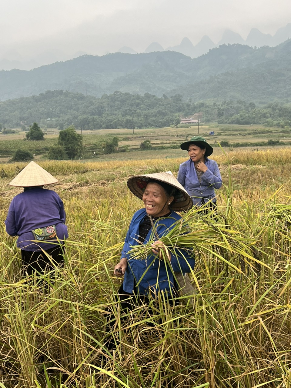 vietnam rice season