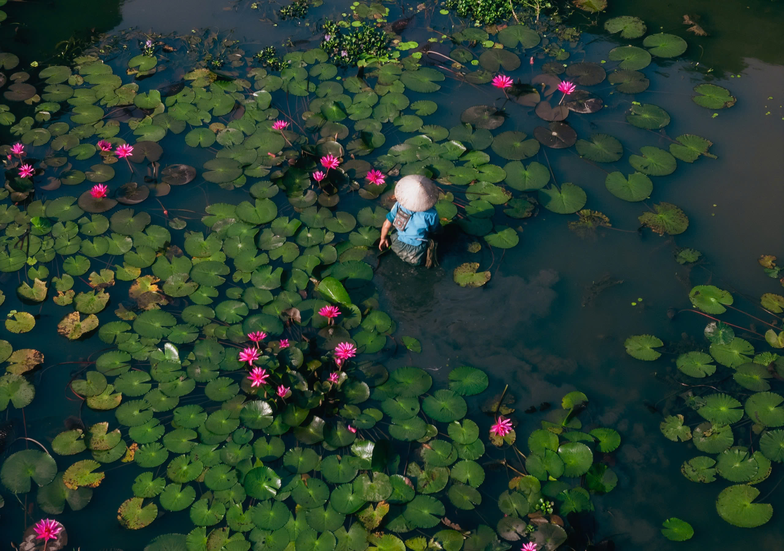 waterlily season tam coc