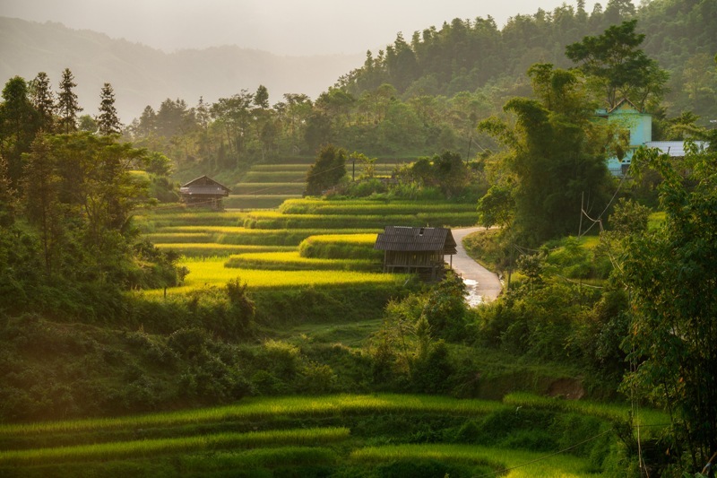 rice terrace in hoang su phi, vietnam