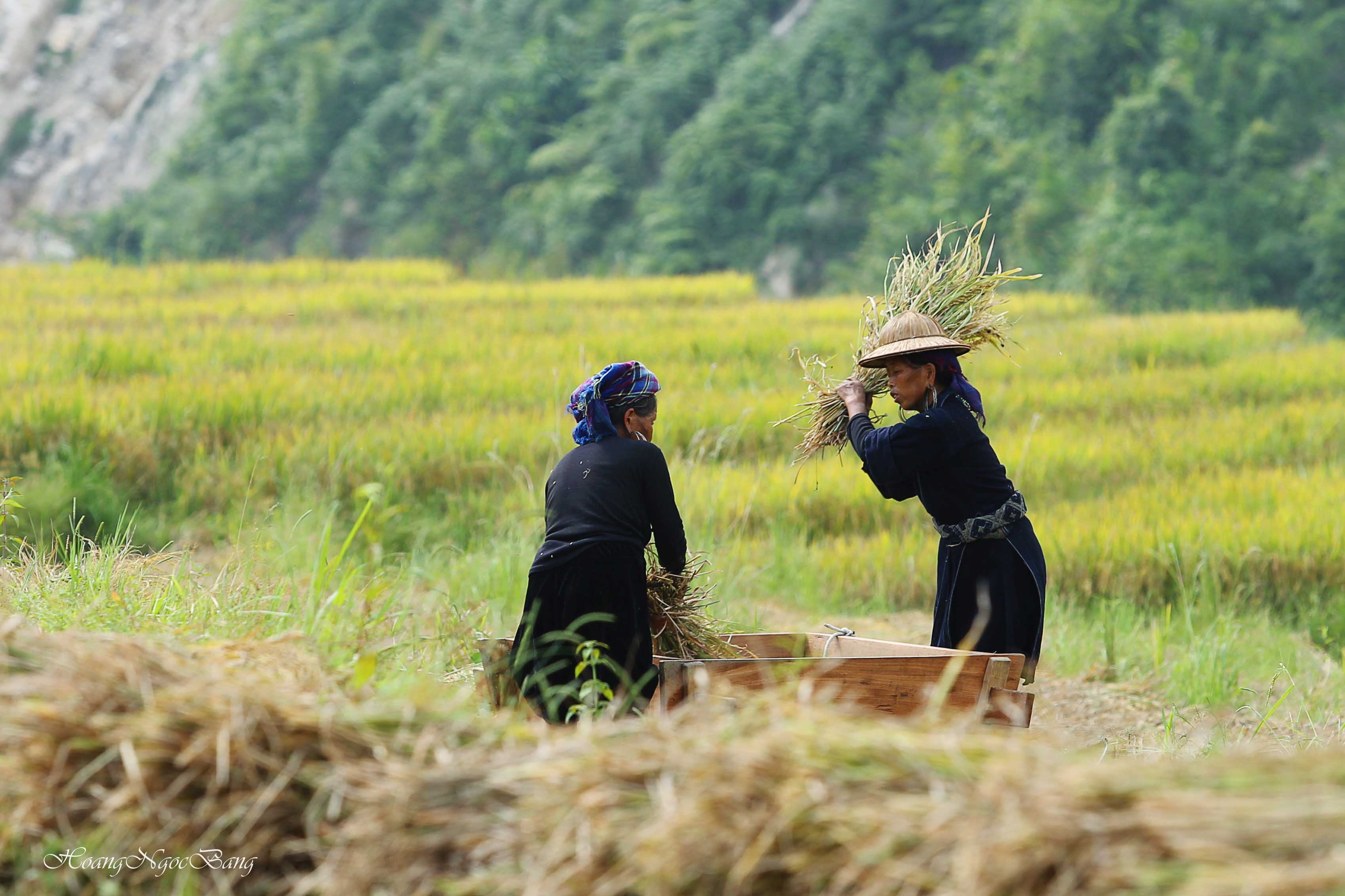 golden rice season, rice terrace, rice field, vietnam rice, vietnam landscapes, top 8 rice field in vietnam, hoang su phi vietnam
