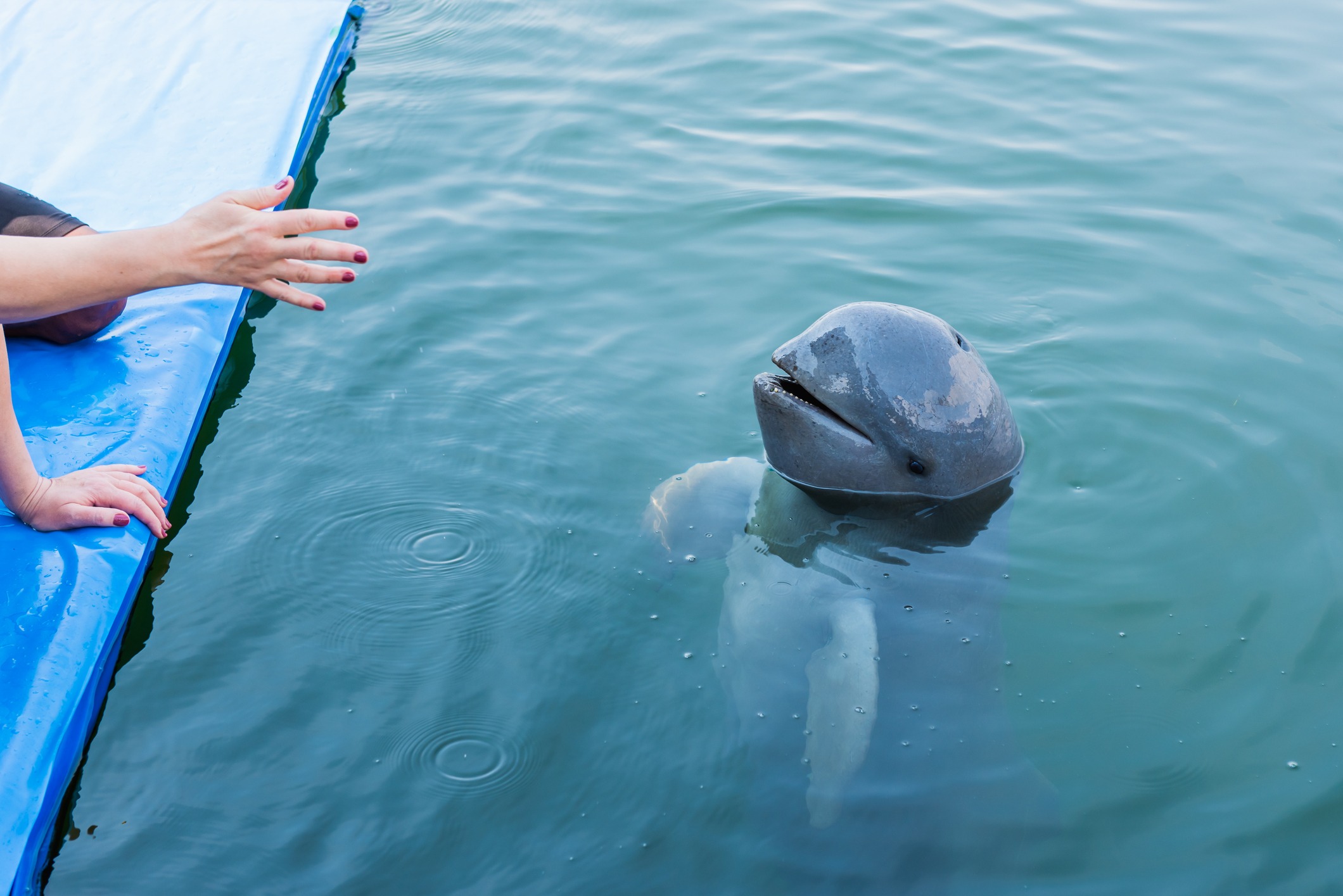 irrawaddy dolphin in laos, must do activity in southern laos, pakse laos