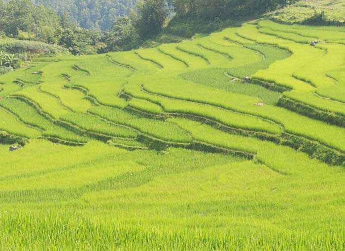 kho muong valley rice terraces