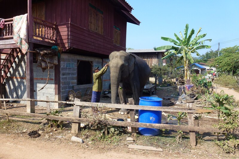 kiet ngong village elephant, must do activity in southern laos, pakse laos