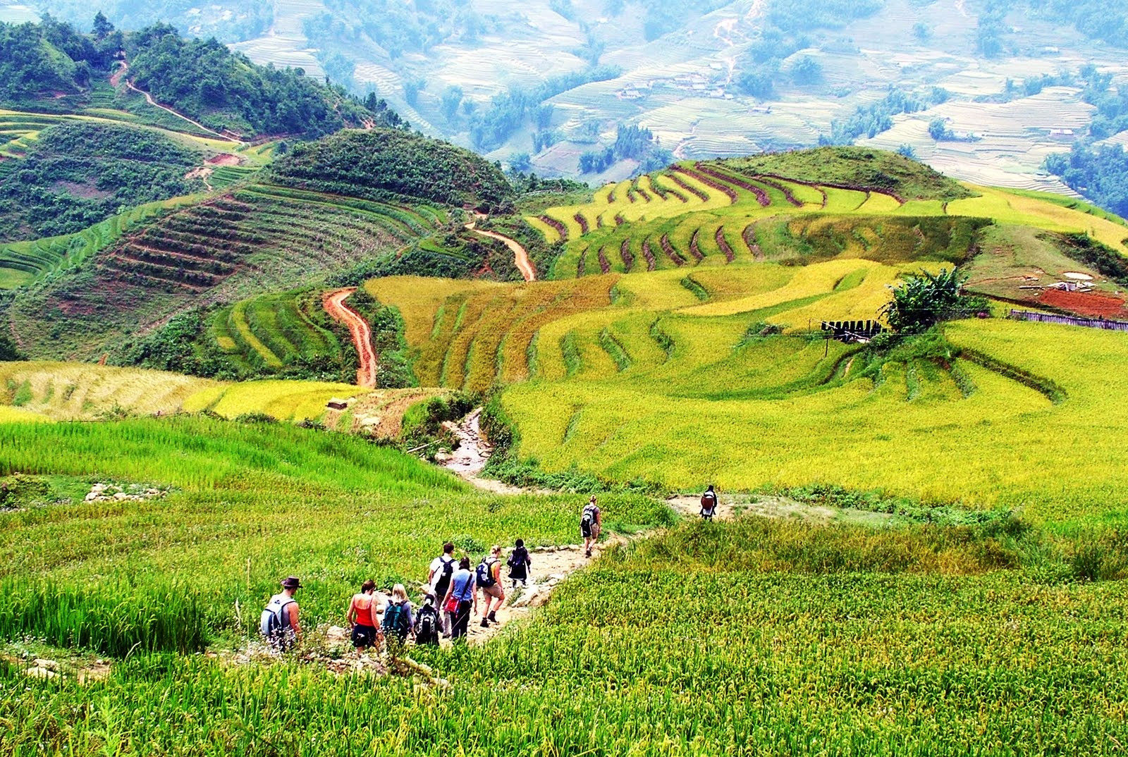 hiking lao chai ta van, sapa vietnam, rice terraces in sapa, sapa terraced rice fields