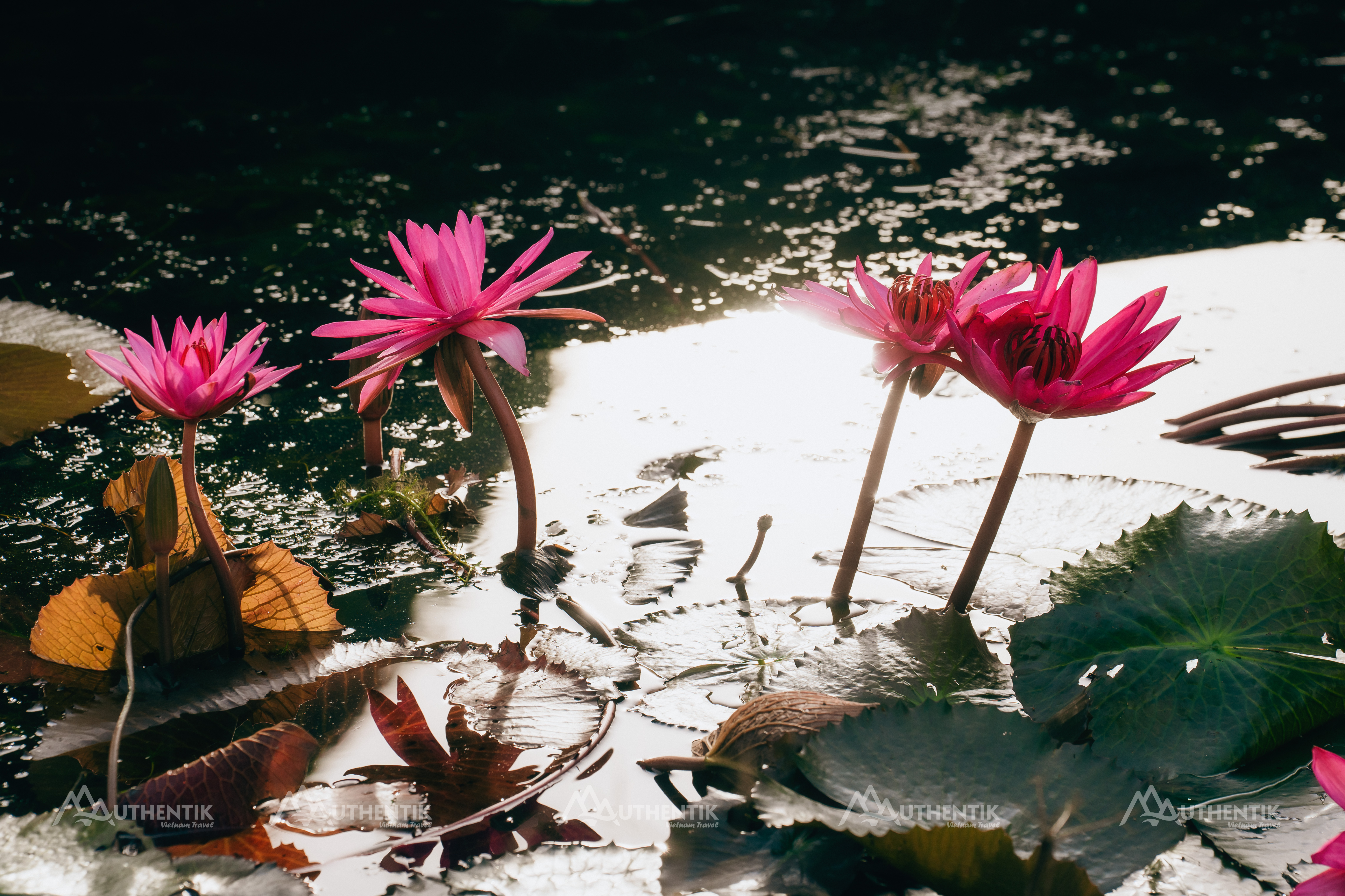 Water lilies blooming along the Ngo Dong River in Tam Coc