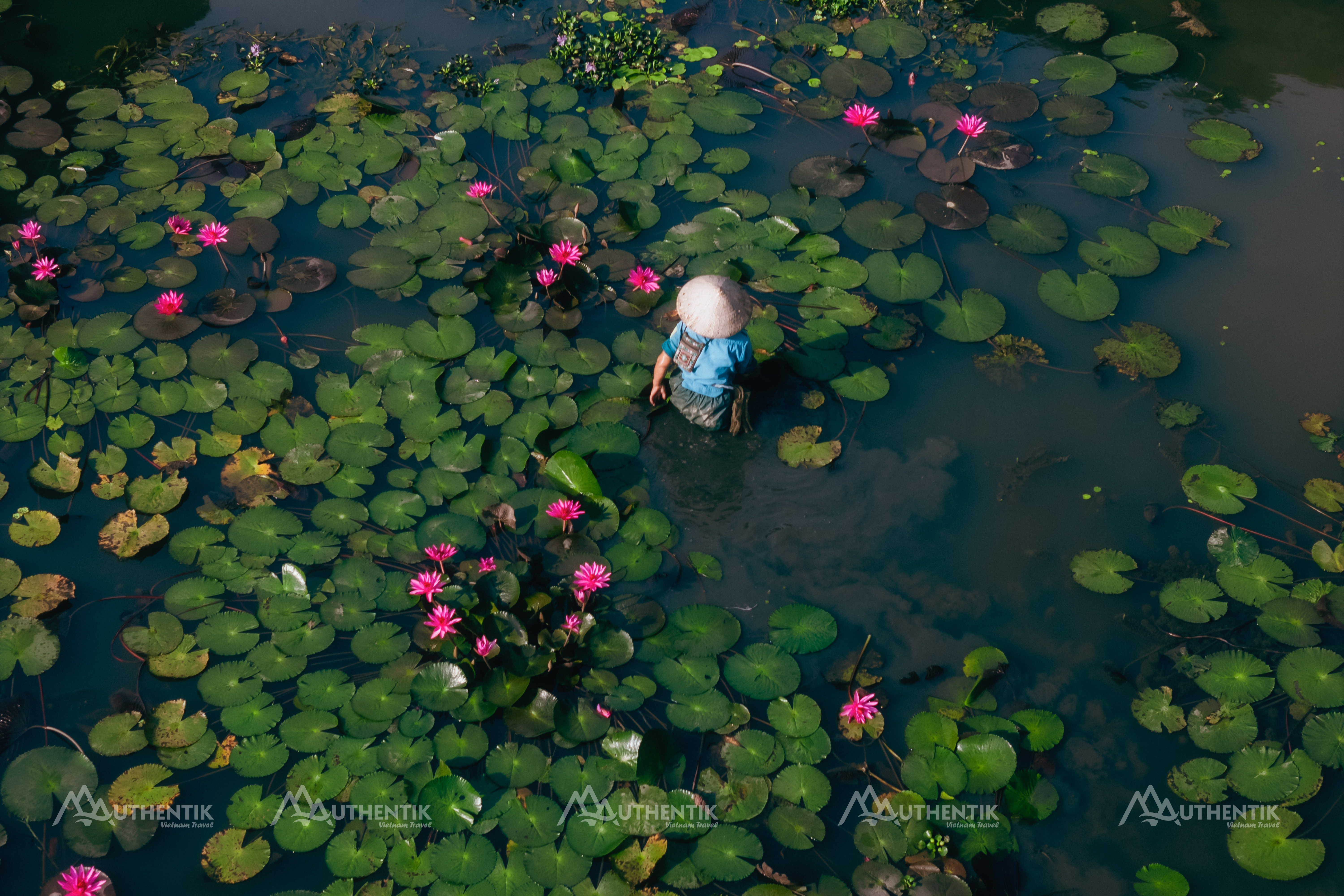Water lily season in Tam Coc, Ninh Binh, with pink blossoms lining the Ngo Dong River from October to December