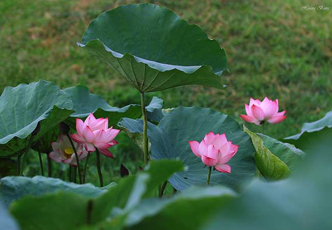 lotus flower in ninh binh