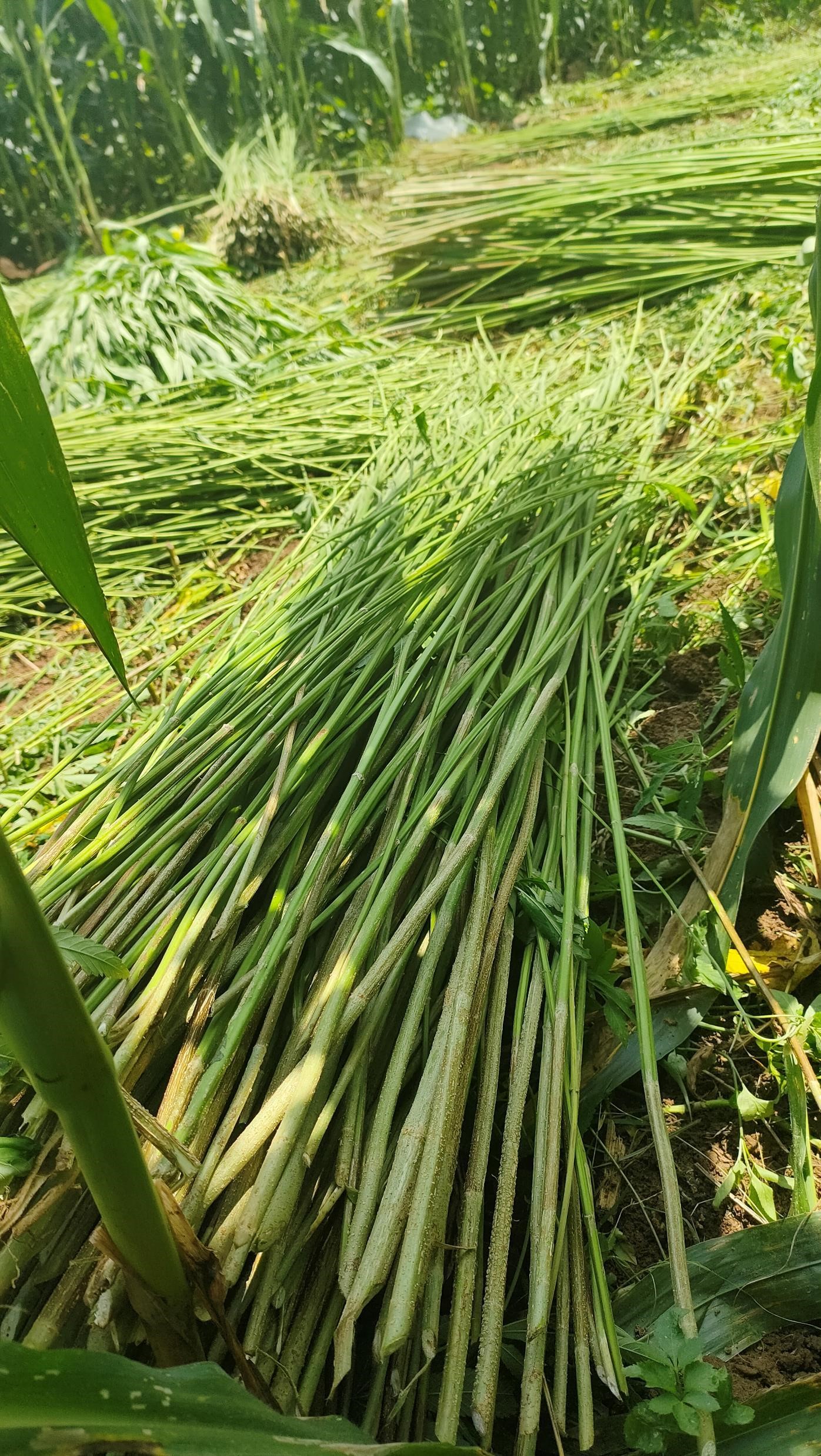 Ha Giang, Lung Tam linen weaving, Lung Tam brocade, Hmong brocade, steps to weave linen, stages to weave line