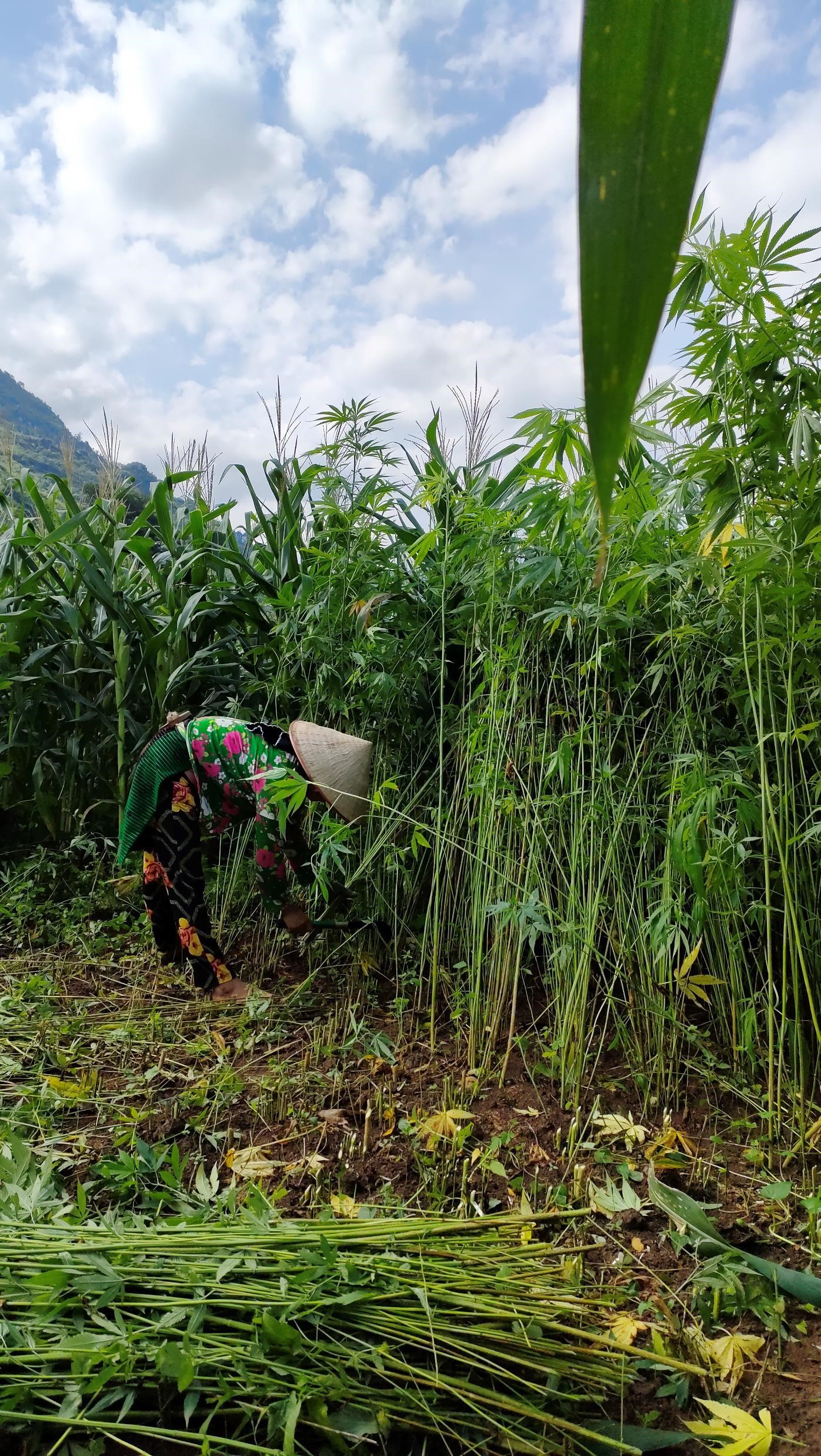 Ha Giang, Lung Tam linen weaving, Lung Tam brocade, Hmong brocade, steps to weave linen, stages to weave line