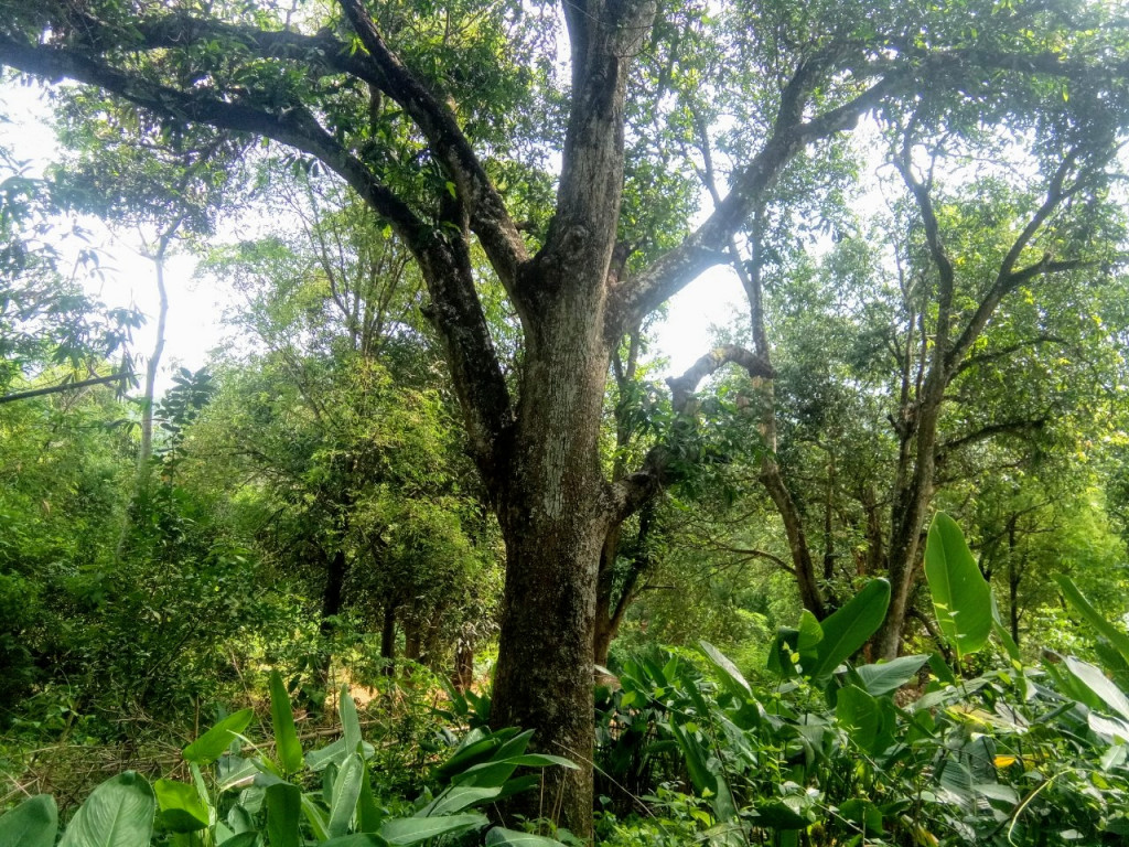 A centuries-old mango tree in Kha Village, Vietnam
