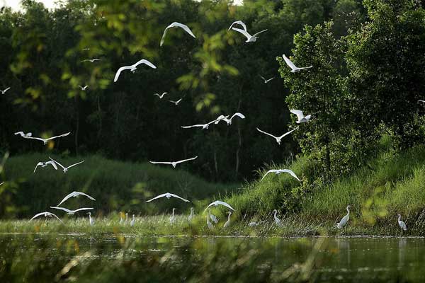 mekong delta birds