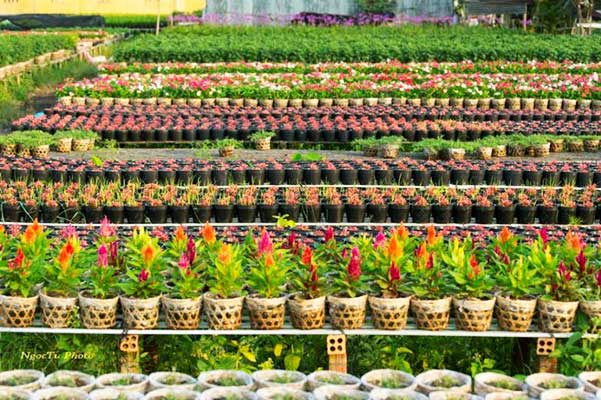 mekong delta flowers