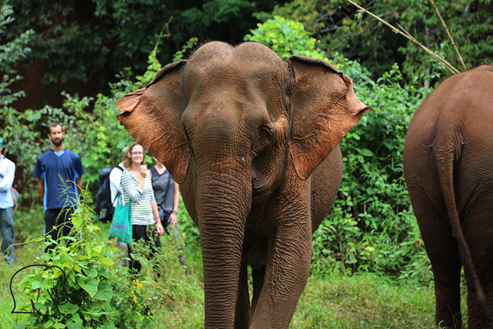 Mondulkiri, Sen Monorom, Elephant Valley Project, Phnong, Bunong, Bousra Waterfalls, Romanear Waterfall, Dak Dam Waterfall, Chrey Thom Waterfall, Mondolkiri Elephants, Cambodian Coffee