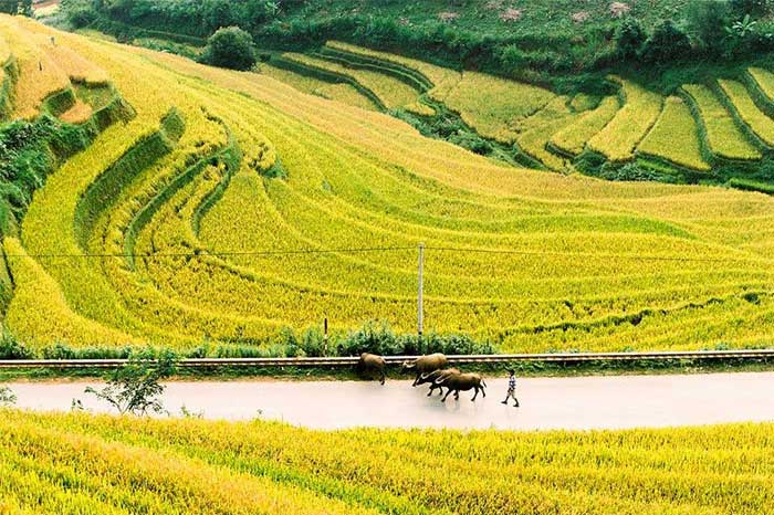 mu cang chai harvest