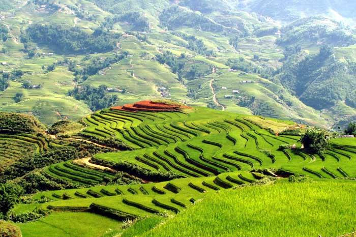 mu cang chai rice terraced