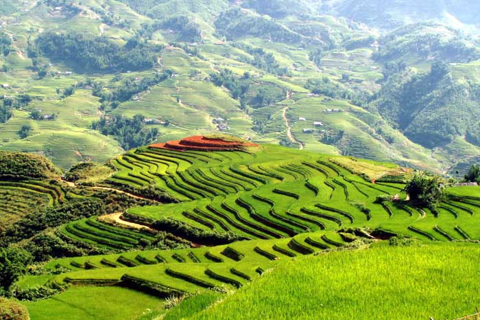 Mu Cang Chai terraced rice fields