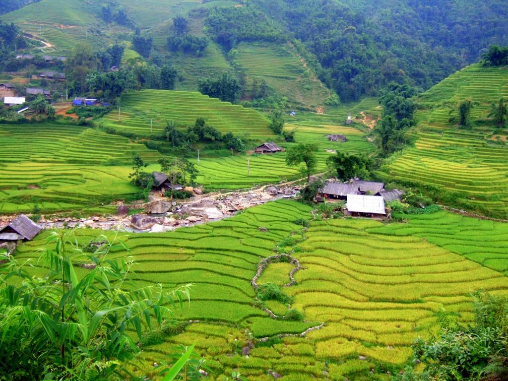 muong hoa valley in summer, best time to visit muong hoa valley, sapa vietnam, muong hoa valley rice terraces