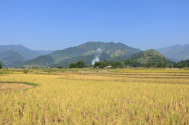 Nghia Lo, Northwest Vietnam in the rice season