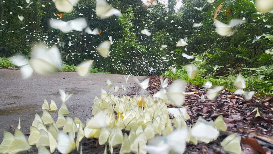 Phong Nha-Ke Bang national park during white butterfly season