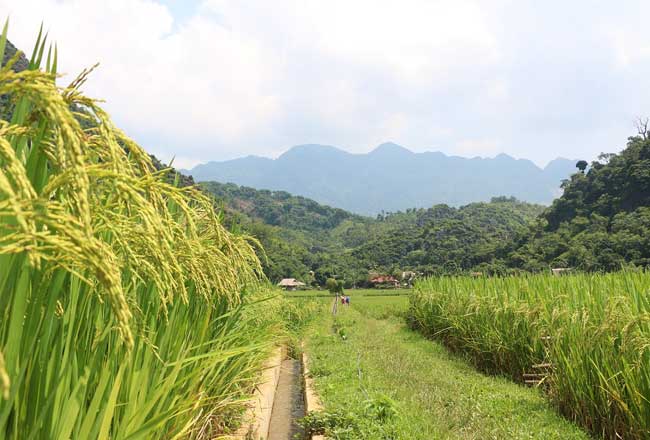 pu luong nature reserve green rice terace