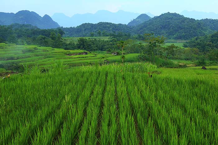 pu luong vietnam what to do in 2 or 3 days rice terraces