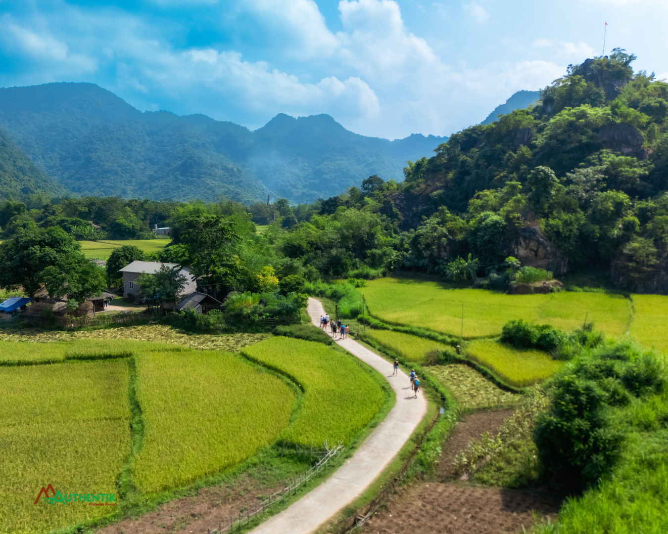 Green rice fields in Pu Luong valley, northern Vietnam during growing season