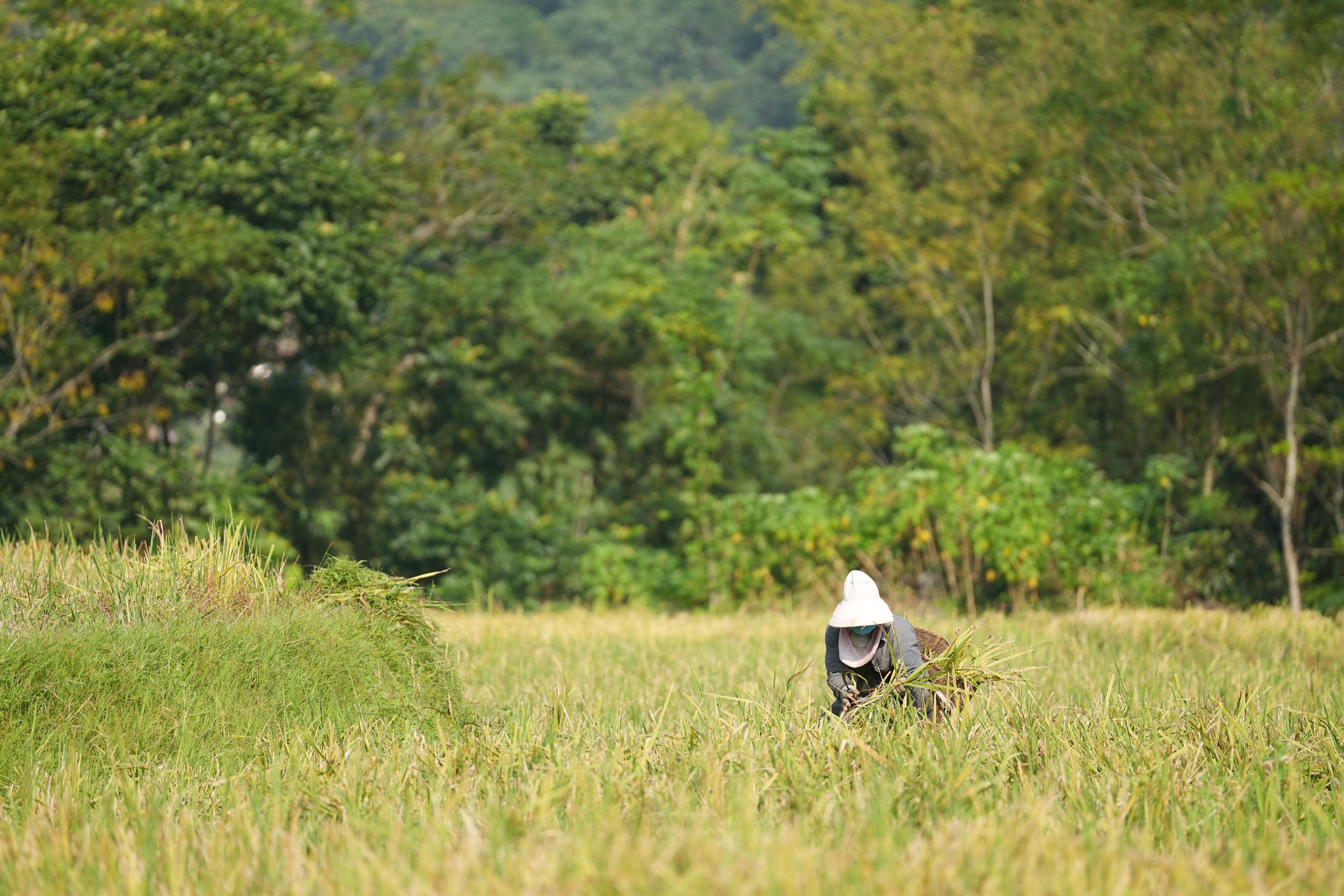 Pu Luong in harvest season. Photo: Authentik Vietnam