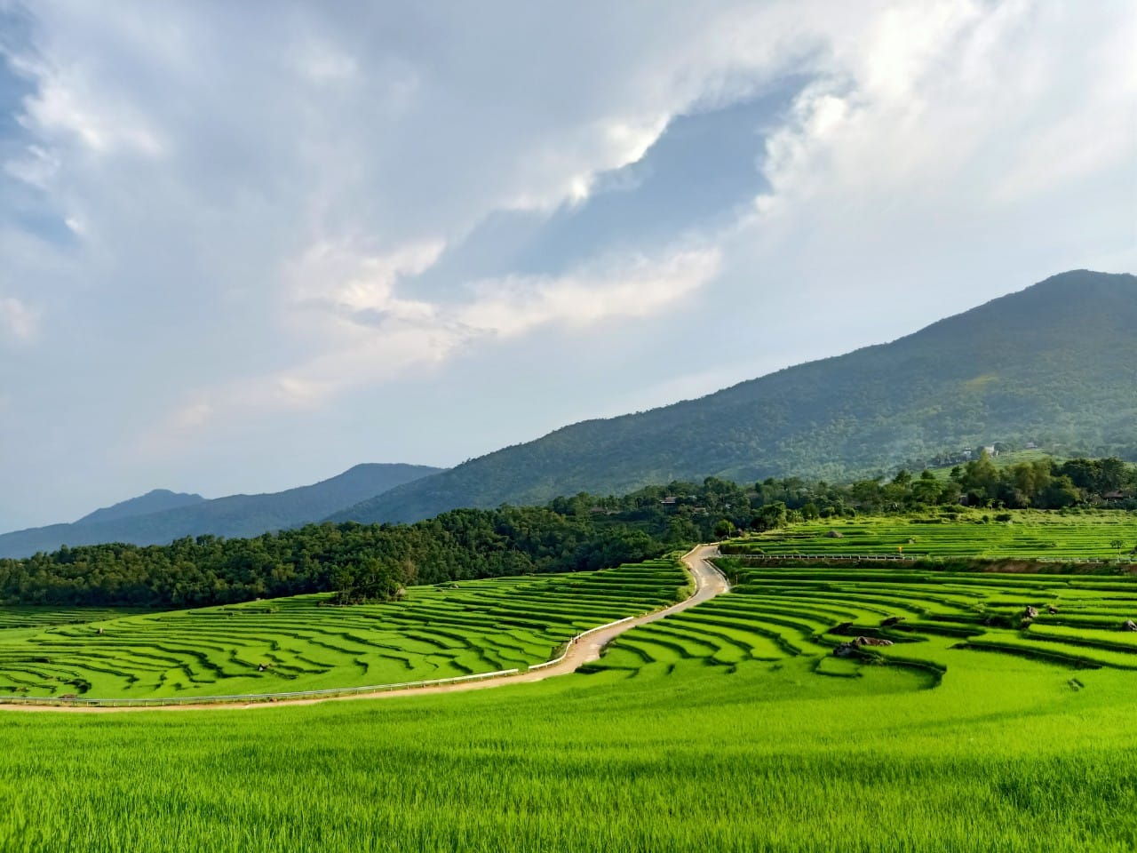 golden rice season, rice terrace, rice field, vietnam rice, vietnam landscapes, top 8 rice field in vietnam, pu luong thanh hoa, pu luong vietnam