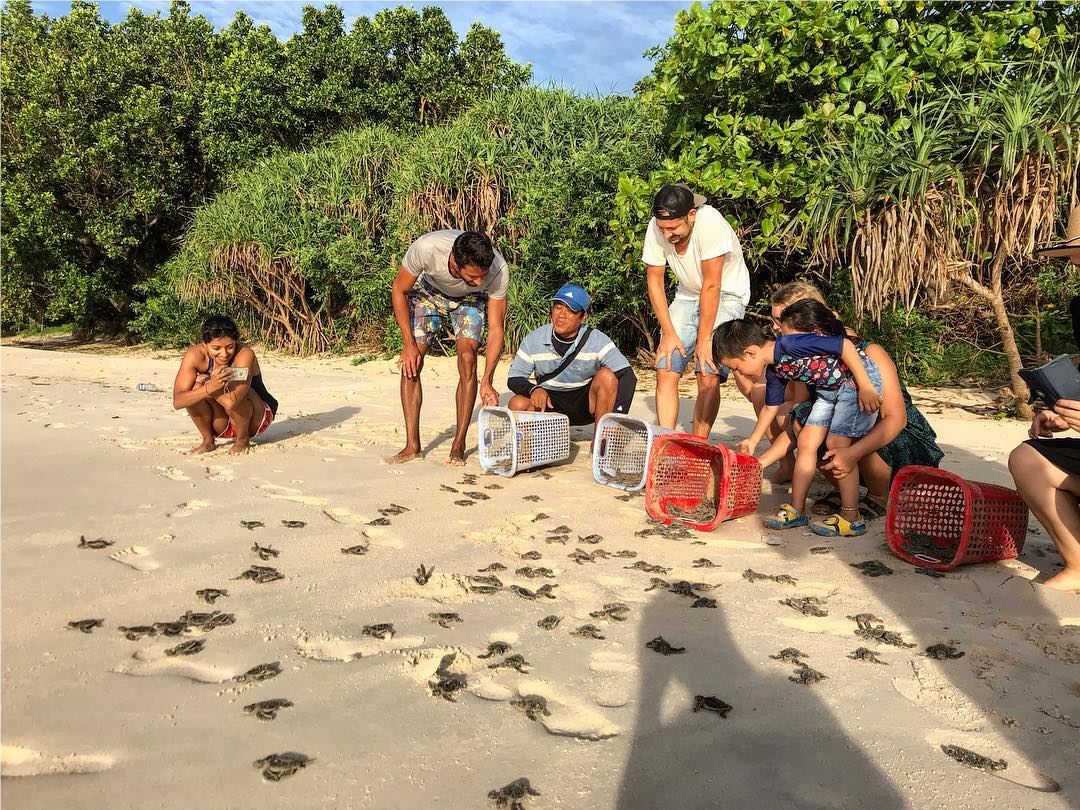 con dao turtles, con dao island, vietnam, release baby turtles to the sea in con dao