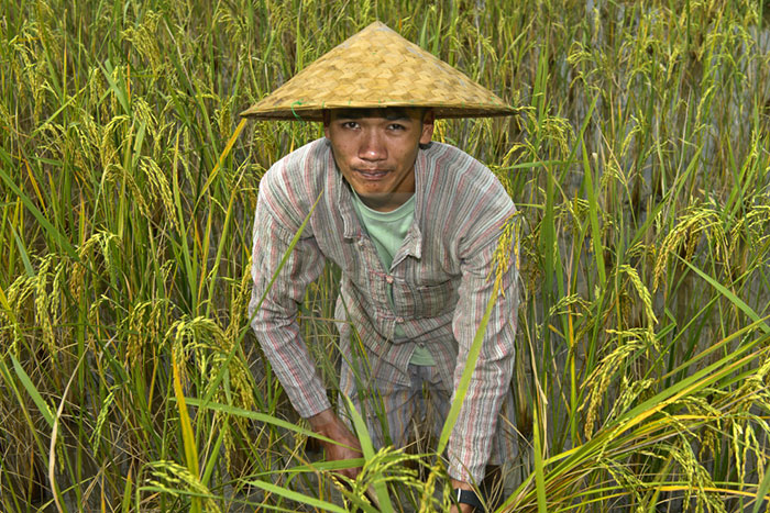 rice farming Luang Prabang, Luang Prabang stay, Living Land and Lee 7 Farm