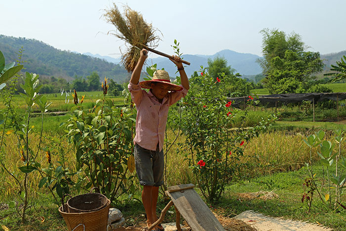 rice farming Luang Prabang, Luang Prabang stay, Living Land and Lee 7 Farm