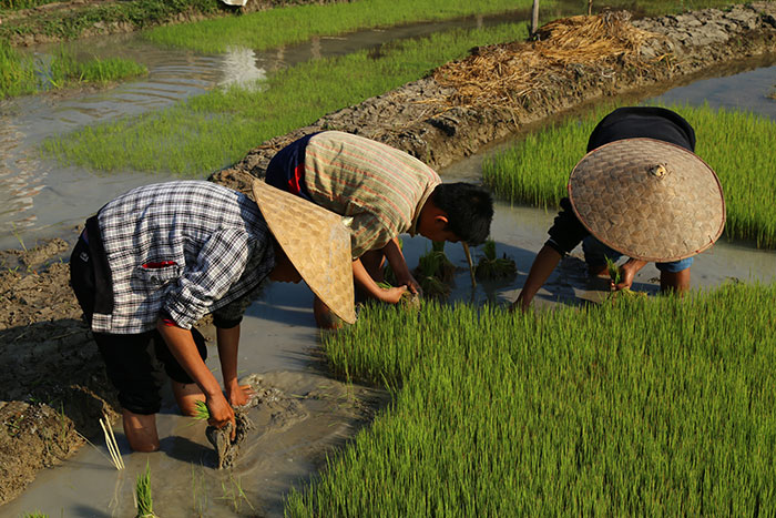 rice farming Luang Prabang, Luang Prabang stay, Living Land and Lee 7 Farm