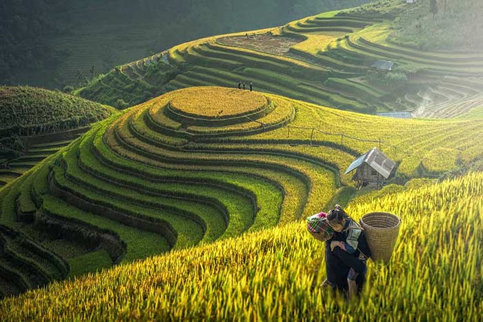 rice terraced mu cang chai la pan tan village