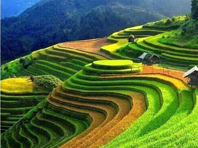 rice terraces hmong