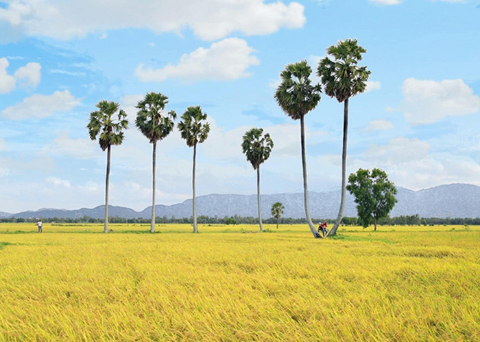 vietnam rice season