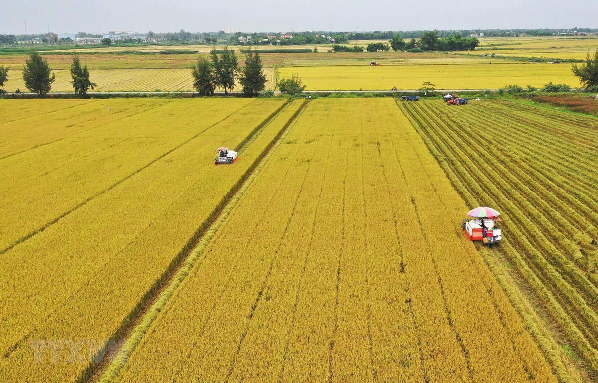 Rice fields in the Mekong Delta, Vietnam with tropical landscape