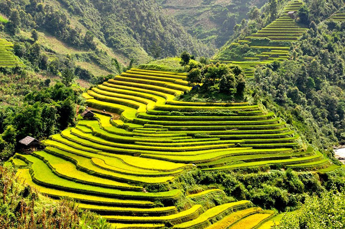 sapa rice fields, rice terraces sapa. rice terraces north vietnam, most beautiful rice fields in northern vietnam