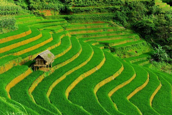 sapa rice terraces