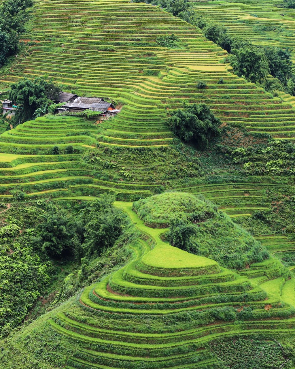golden rice season, rice terrace, rice field, vietnam rice, vietnam landscapes, top 8 rice field in vietnam, sapa vietnam