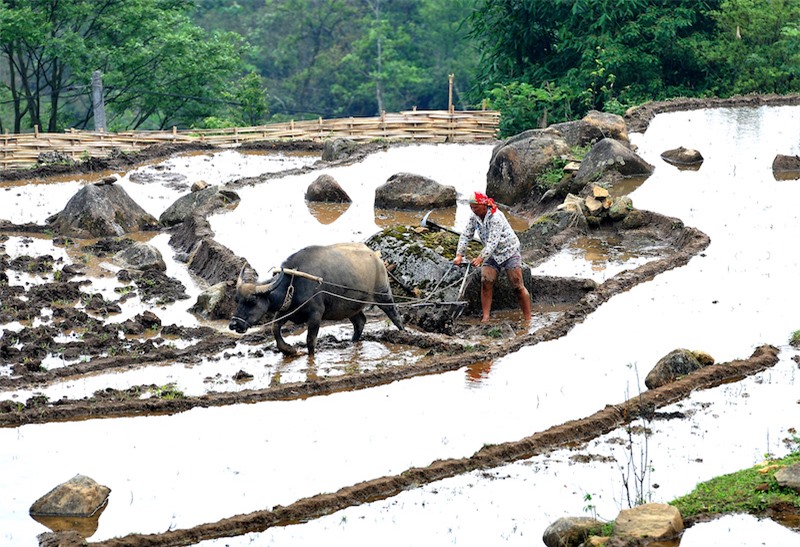 rice cultivation in sapa vietnam, rice terraces in sapa, terraced rice fields sapa