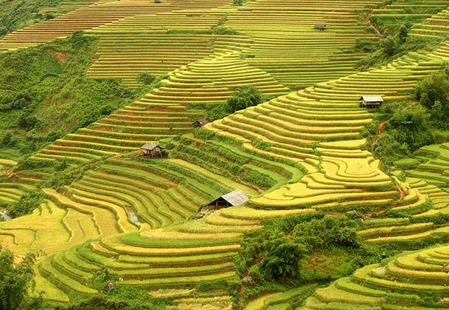 sapa rice terrace