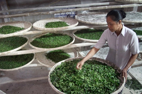 Mulberry leaves are silkworm's sole food source