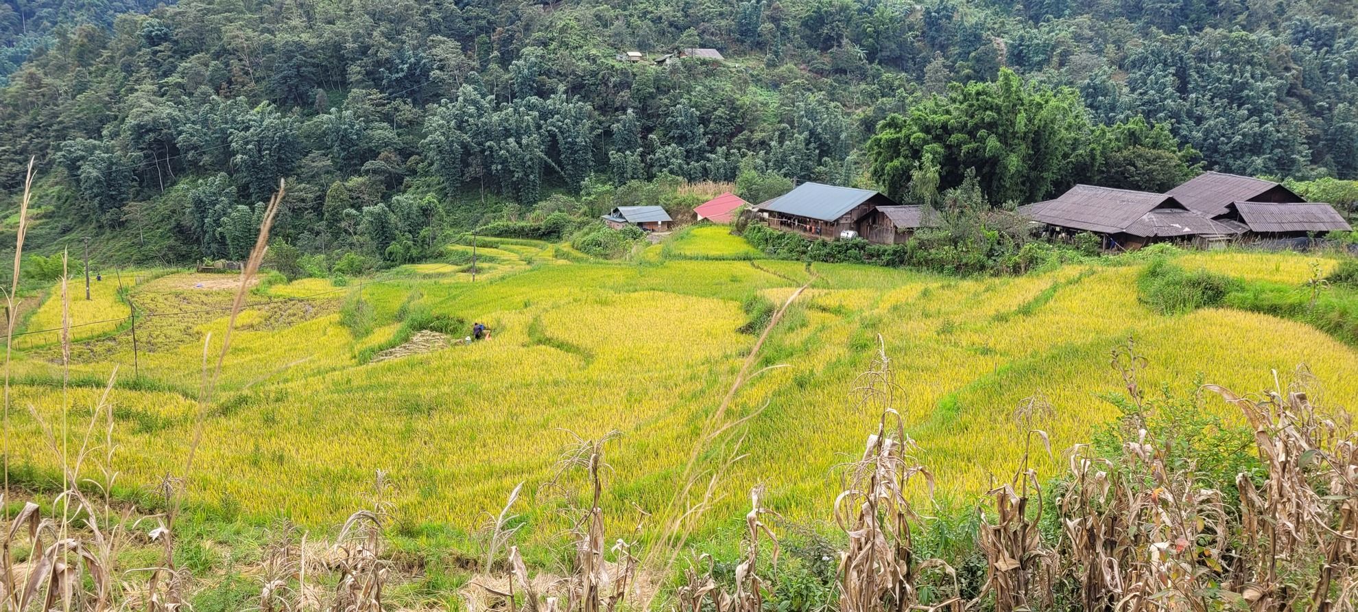 Sin Chai Village in ripening rice season. Photo: Authentik Vietnam