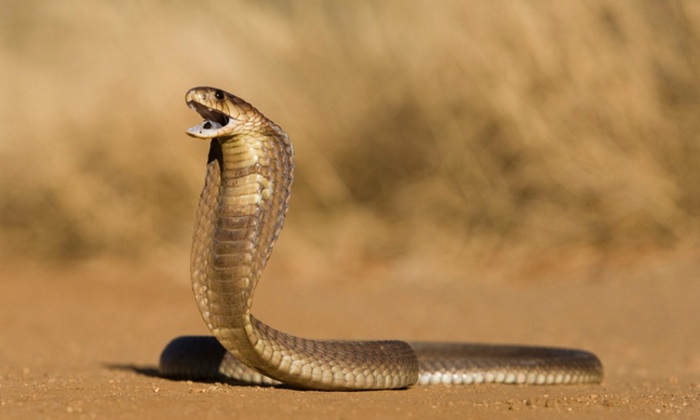 snake alcohol animal