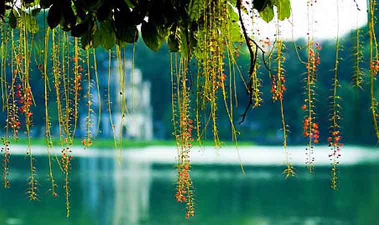 sword-lake-loc-vung- flower