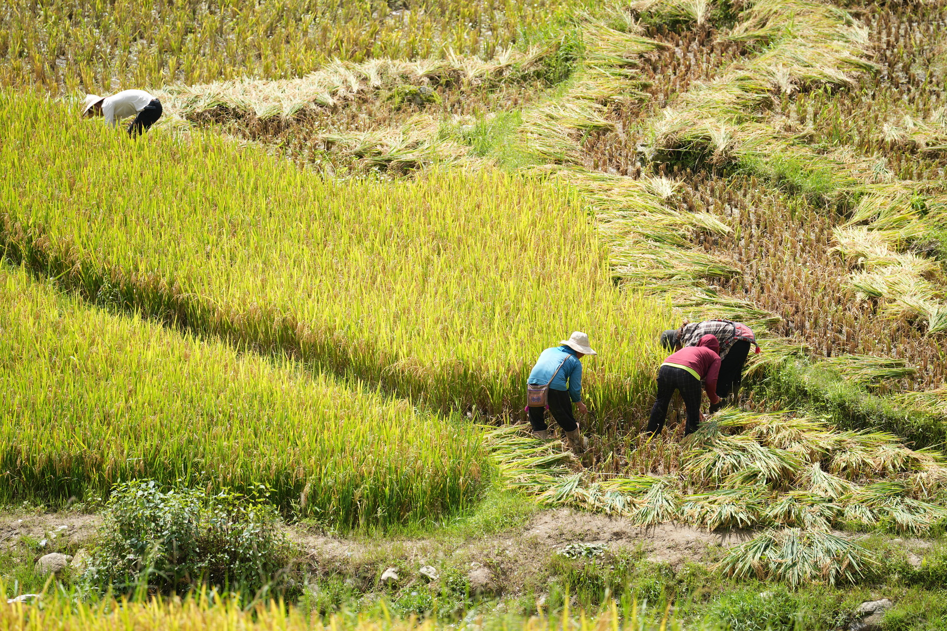 Ta Phin Village in harvest season. Photo: Authentik Vietnam