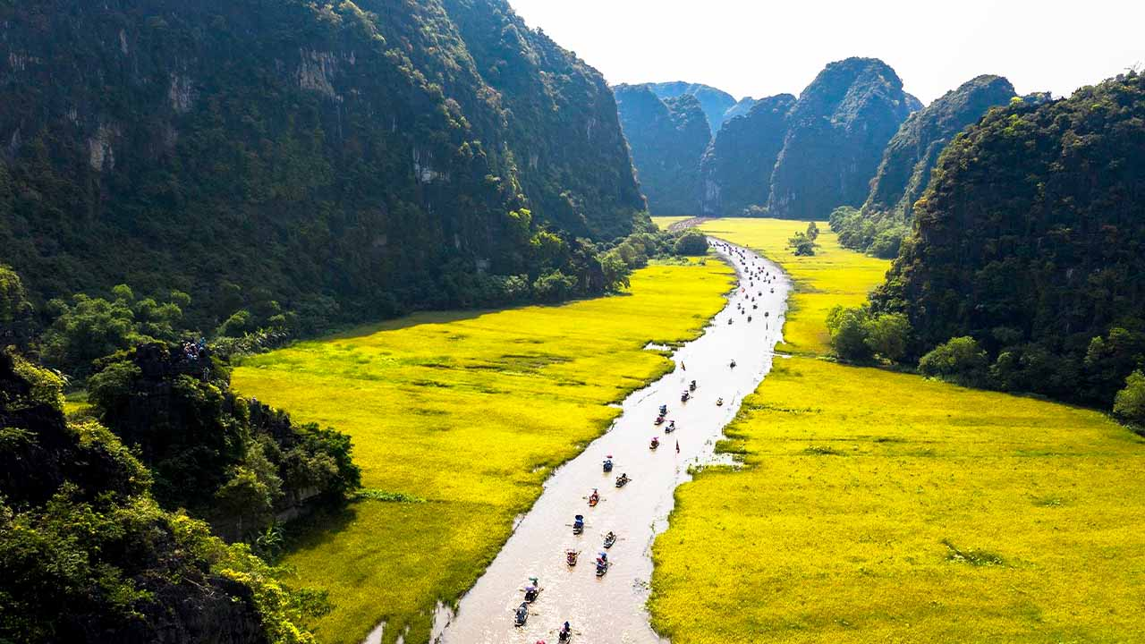 Golden rice fields in Tam Coc, Ninh Binh during the harvest season