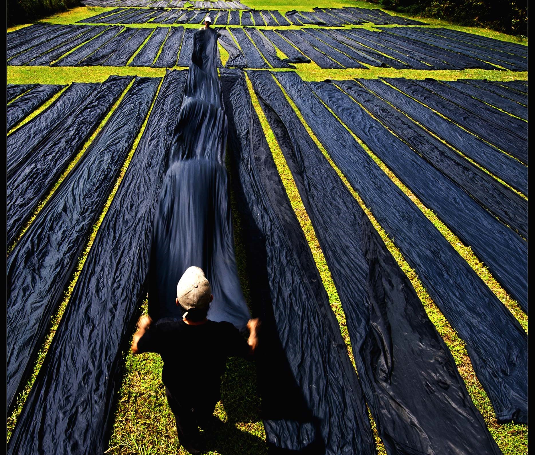 The fruit of Diospyros mollis gives Tan Chau Village's silk its signature shiny black color
