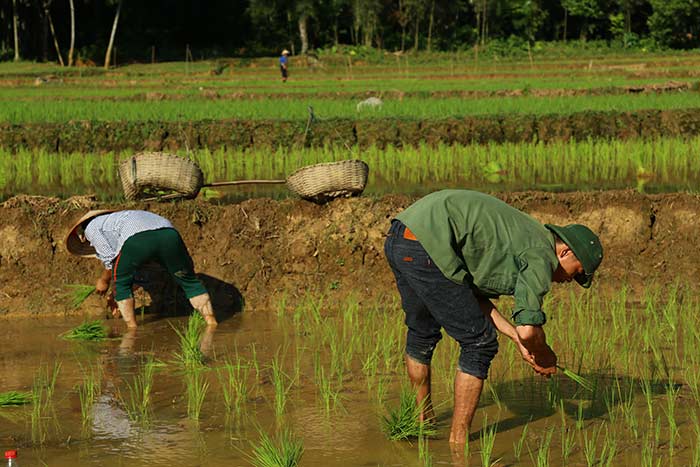 top things to do in mai chau and surrounding plant rice