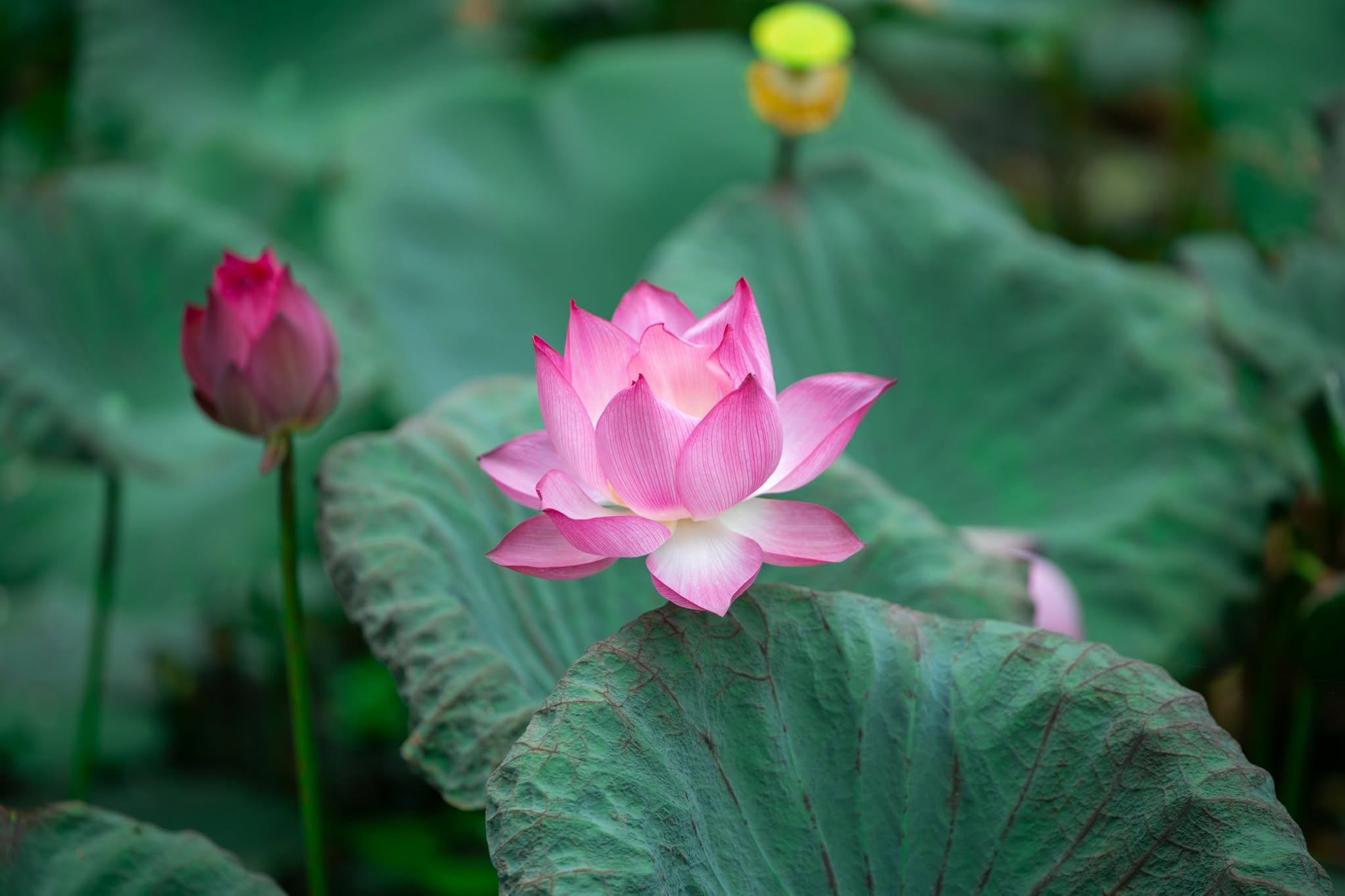 Pink lotus flowers blooming beneath limestone karsts in Trang An, Ninh Binh during the summer lotus season (Cre: Di Sản Tr&agrave;ng An)